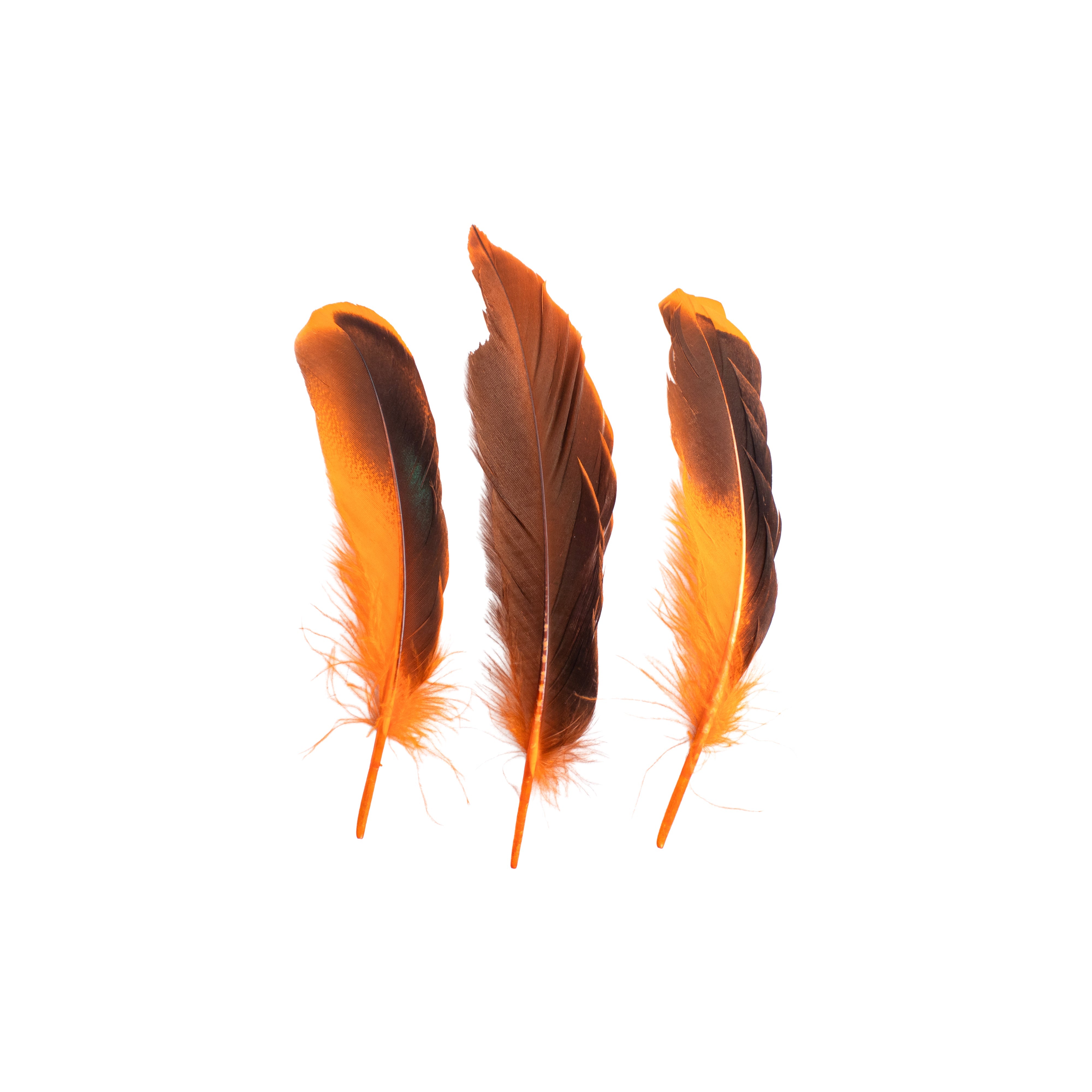 Duck Feathers Rainbow Black 10 to 15cm 20pc